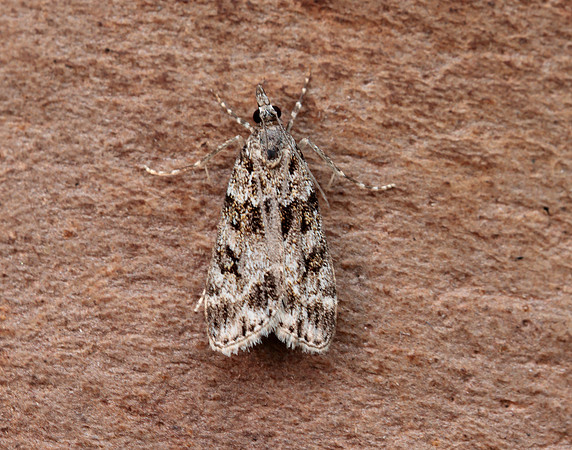 63.074 BF1344 Eudonia mercurella