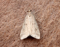 63.075 BF1336 Eudonia pallida