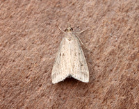 63.075 BF1336 Eudonia pallida