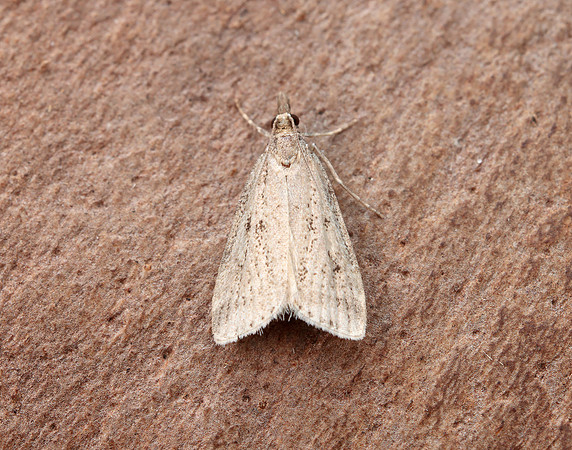 63.075 BF1336 Eudonia pallida