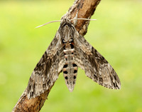 69.004 BF1972 Convolvulus Hawk-moth Agrius convolvuli