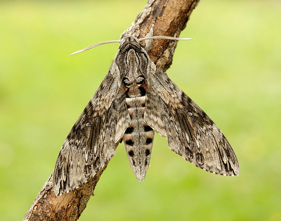 69.004 BF1972 Convolvulus Hawk-moth Agrius convolvuli