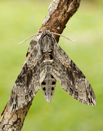 69.004 BF1972 Convolvulus Hawk-moth Agrius convolvuli