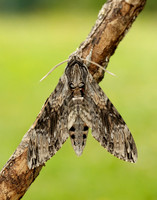 69.004 BF1972 Convolvulus Hawk-moth Agrius convolvuli