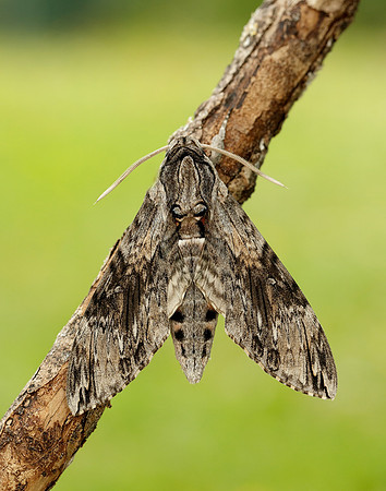 69.004 BF1972 Convolvulus Hawk-moth Agrius convolvuli