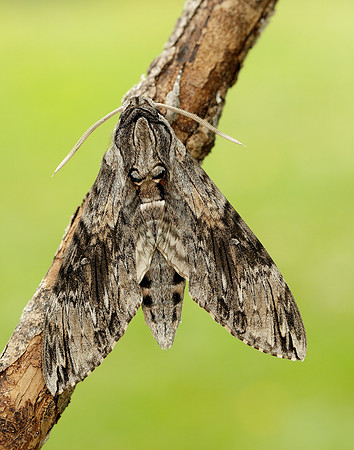 69.004 BF1972 Convolvulus Hawk-moth Agrius convolvuli