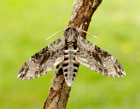 69.004 BF1972 Convolvulus Hawk-moth Agrius convolvuli