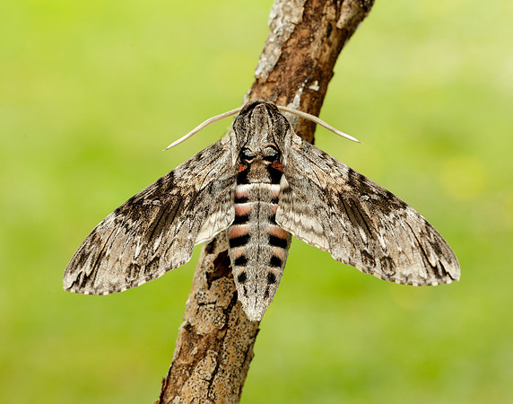 69.004 BF1972 Convolvulus Hawk-moth Agrius convolvuli