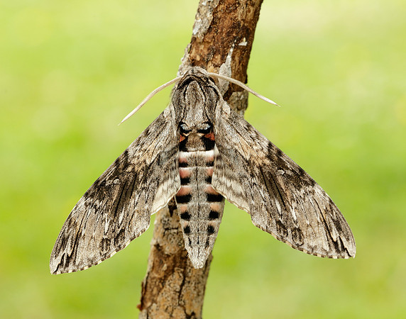 69.004 BF1972 Convolvulus Hawk-moth Agrius convolvuli