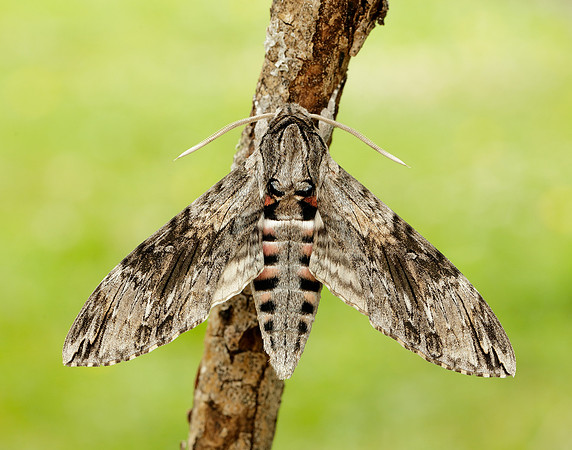 69.004 BF1972 Convolvulus Hawk-moth Agrius convolvuli