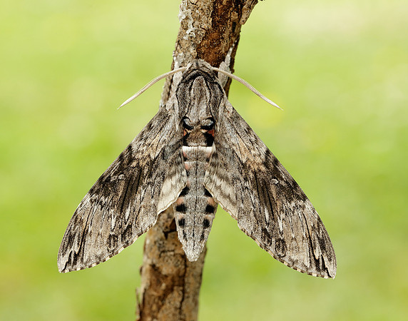 69.004 BF1972 Convolvulus Hawk-moth Agrius convolvuli