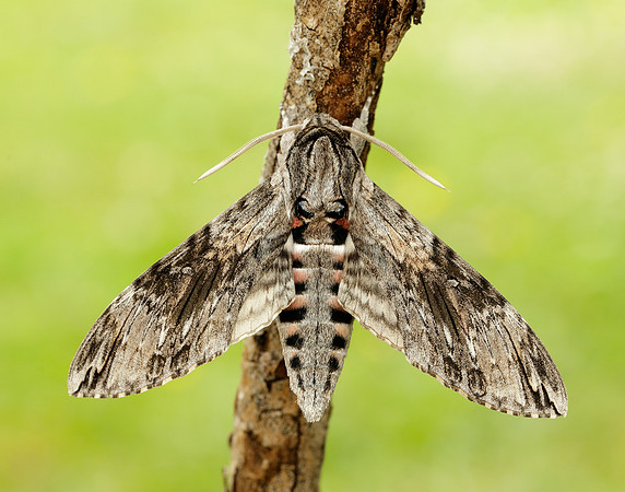 69.004 BF1972 Convolvulus Hawk-moth Agrius convolvuli