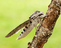 69.004 BF1972 Convolvulus Hawk-moth Agrius convolvuli