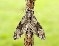 69.004 BF1972 Convolvulus Hawk-moth Agrius convolvuli