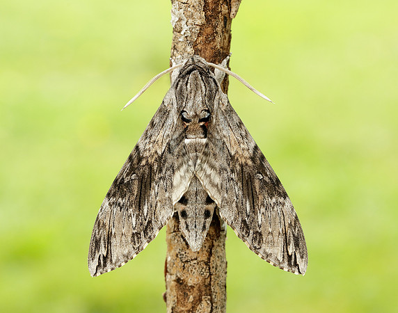69.004 BF1972 Convolvulus Hawk-moth Agrius convolvuli