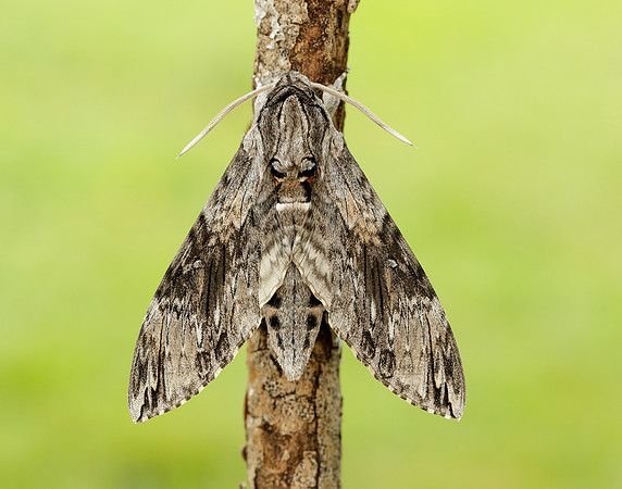 69.004 BF1972 Convolvulus Hawk-moth Agrius convolvuli