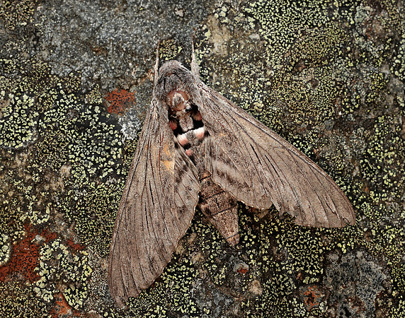 69.004 BF1972 Convolvulus Hawk-moth Agrius convolvuli