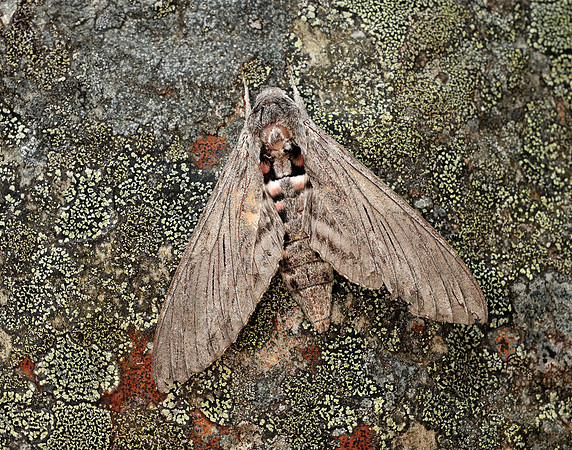 69.004 BF1972 Convolvulus Hawk-moth Agrius convolvuli