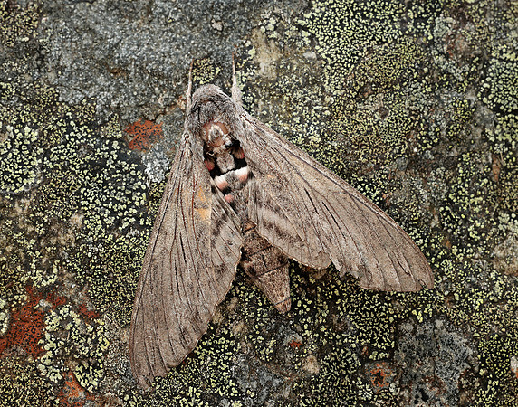 69.004 BF1972 Convolvulus Hawk-moth Agrius convolvuli