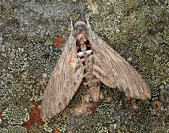 69.004 BF1972 Convolvulus Hawk-moth Agrius convolvuli