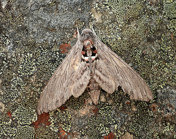 69.004 BF1972 Convolvulus Hawk-moth Agrius convolvuli