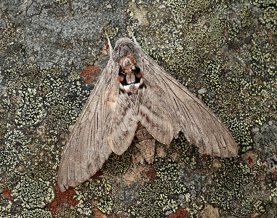 69.004 BF1972 Convolvulus Hawk-moth Agrius convolvuli