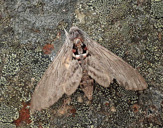69.004 BF1972 Convolvulus Hawk-moth Agrius convolvuli