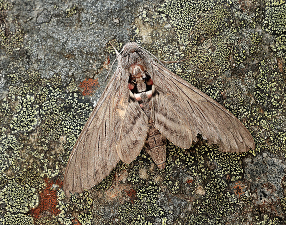 69.004 BF1972 Convolvulus Hawk-moth Agrius convolvuli