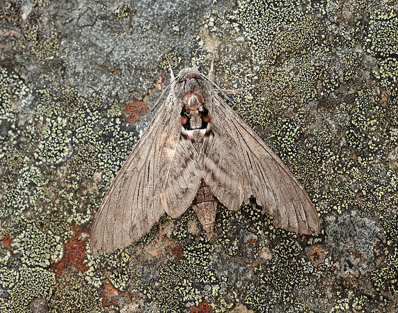 69.004 BF1972 Convolvulus Hawk-moth Agrius convolvuli