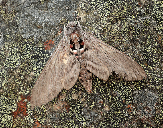 69.004 BF1972 Convolvulus Hawk-moth Agrius convolvuli