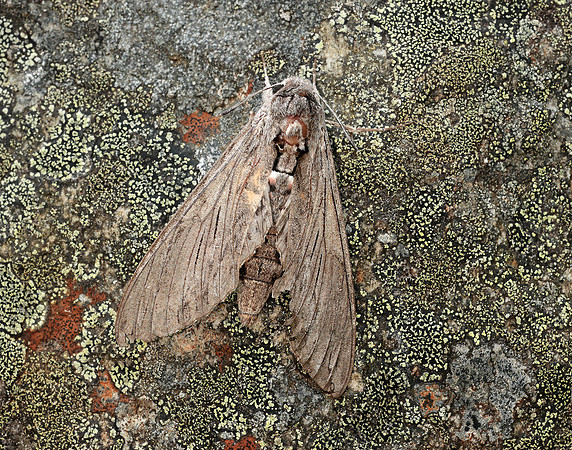 69.004 BF1972 Convolvulus Hawk-moth Agrius convolvuli