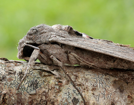69.004 BF1972 Convolvulus Hawk-moth Agrius convolvuli