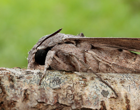 69.004 BF1972 Convolvulus Hawk-moth Agrius convolvuli