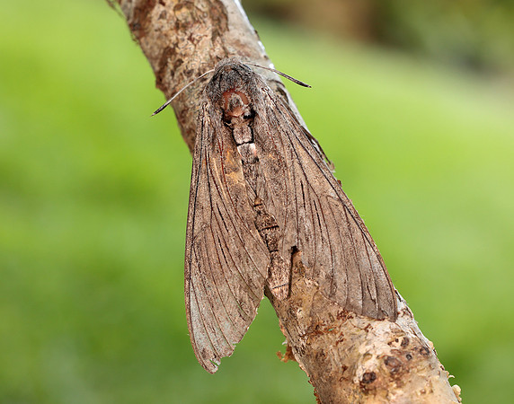 69.004 BF1972 Convolvulus Hawk-moth Agrius convolvuli