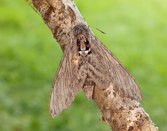 69.004 BF1972 Convolvulus Hawk-moth Agrius convolvuli