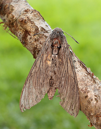 69.004 BF1972 Convolvulus Hawk-moth Agrius convolvuli