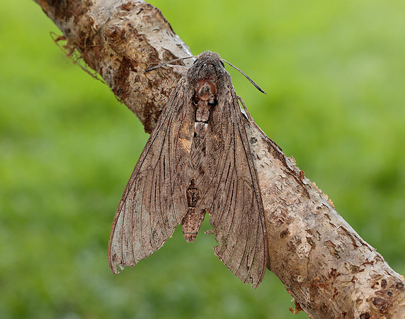 69.004 BF1972 Convolvulus Hawk-moth Agrius convolvuli
