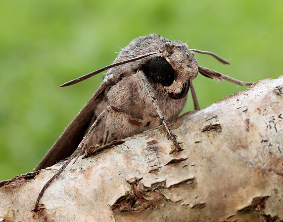 69.004 BF1972 Convolvulus Hawk-moth Agrius convolvuli