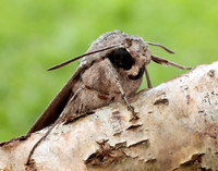 69.004 BF1972 Convolvulus Hawk-moth Agrius convolvuli