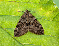 70.079 BF1769 Spruce Carpet Thera britannica