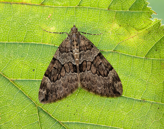 70.079 BF1769 Spruce Carpet Thera britannica