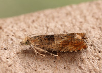 49.248 BF1139 Nut Bud Moth Epinotia tenerana