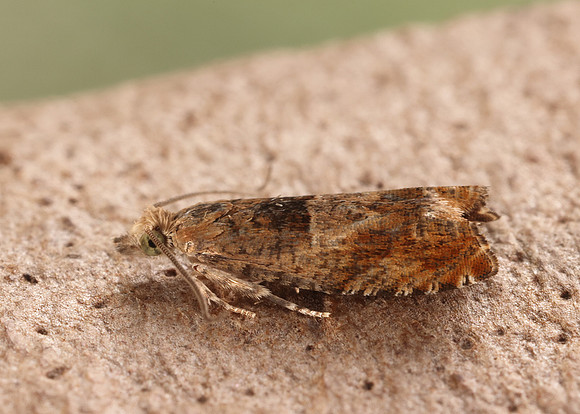 49.248 BF1139 Nut Bud Moth Epinotia tenerana