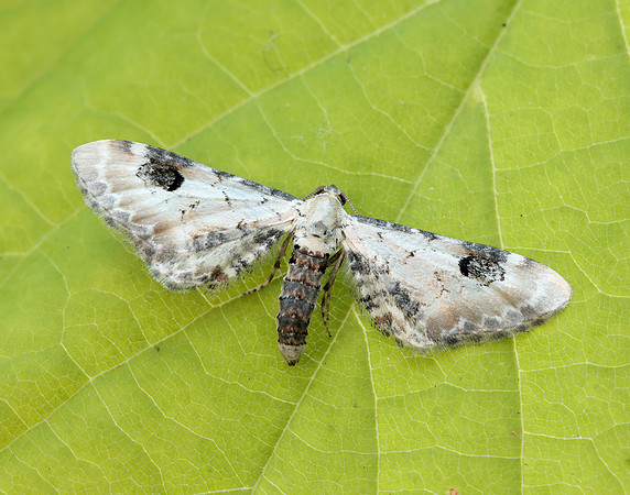 70.173 BF1825 Lime-speck Pug Eupithecia centaureata