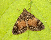 70.097 BF1764 Common Marbled Carpet Dysstroma truncata
