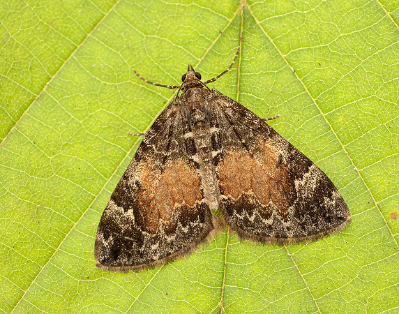 70.097 BF1764 Common Marbled Carpet Dysstroma truncata