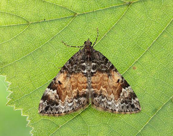 70.097 BF1764 Common Marbled Carpet Dysstroma truncata