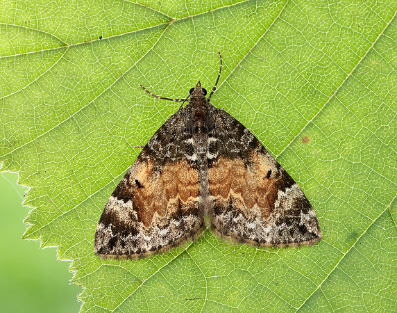 70.097 BF1764 Common Marbled Carpet Dysstroma truncata