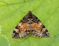 70.097 BF1764 Common Marbled Carpet Dysstroma truncata