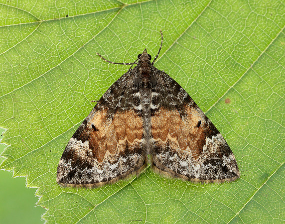 70.097 BF1764 Common Marbled Carpet Dysstroma truncata